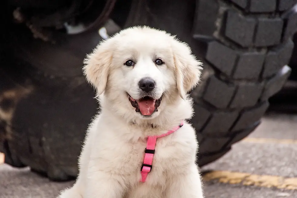 Pet Photography with Blake Ferguson during Car Show & Auto Event Coverage at Grassroots 2017 in Ontario, Canada.
