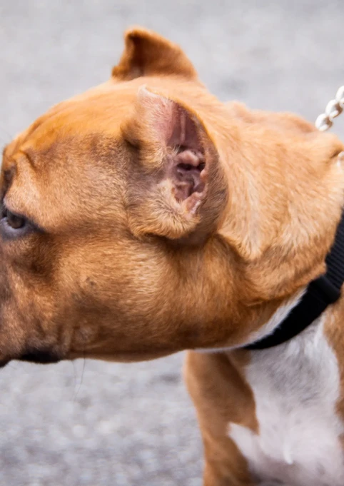 Brown pit bull dog wearing a black collar and metal leash.