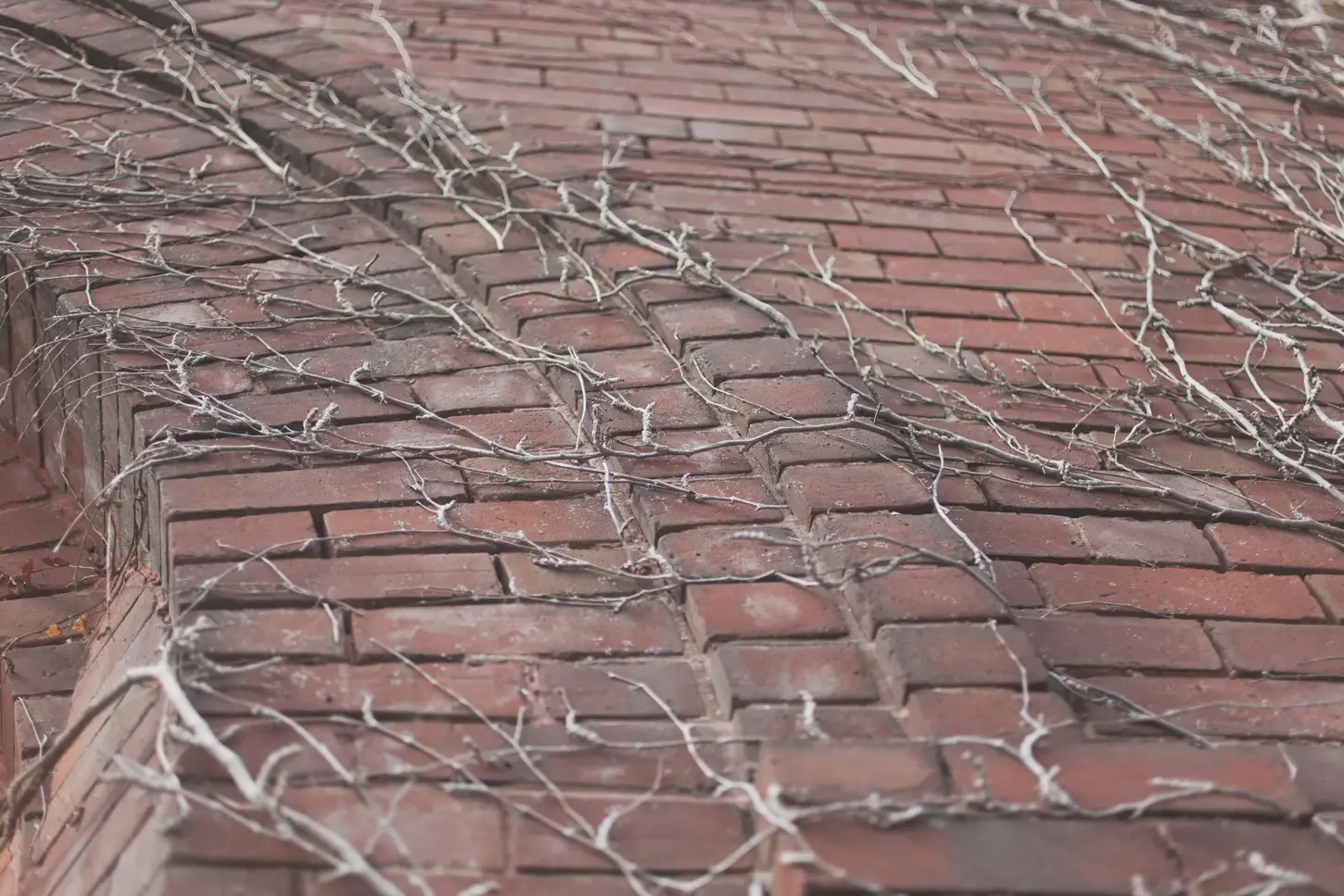 Cityscape & Street Fine-Art Photography by Blake Ferguson depict vines growing on a brick wall in Downtown London, Ontario, Canada.