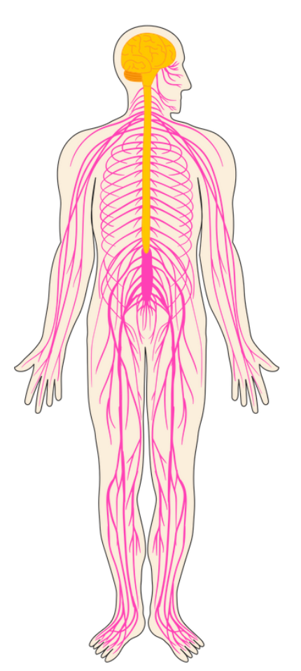 A drawing of the human body and its nerves with the vagus nerve highlighted