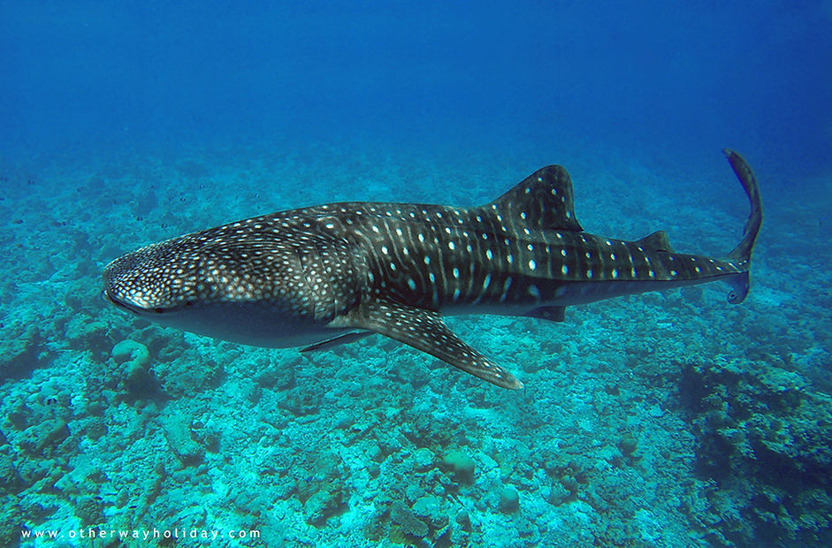Šnorchlování se žralokem obrovským, whale shark, Alif Dhaal atol, Maledivy (2).JPG