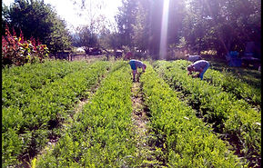 potager coopératif de poteau 3.jpg