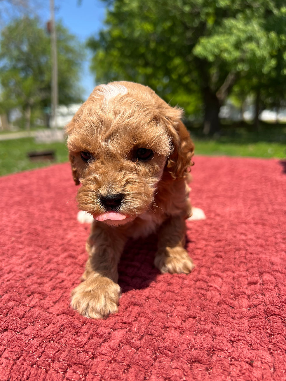 Rusty 5 weeks old