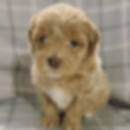 4 weeks