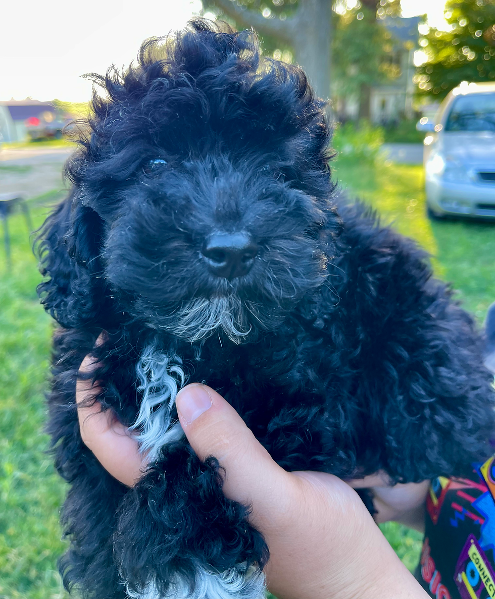 Knox 10 3/4 weeks old