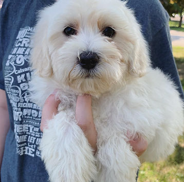 champagne cockapoo puppy being snuggled