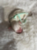 Mint girl 3 days old