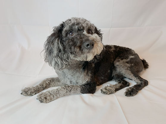 Mini Poodle Merle