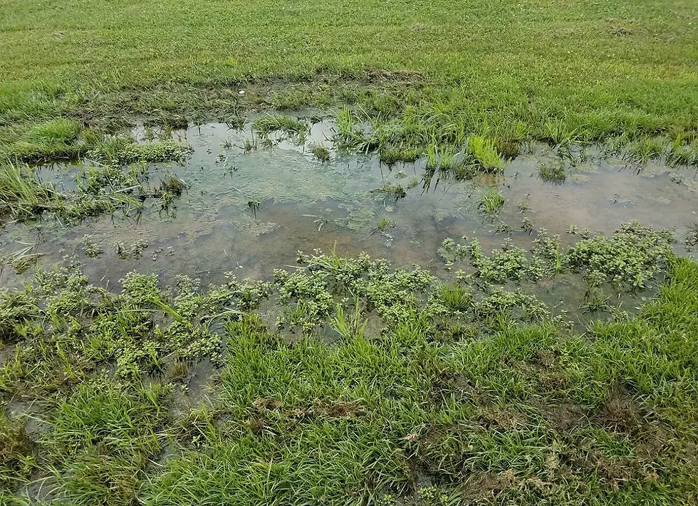 Yard_Drainage_Problems-1