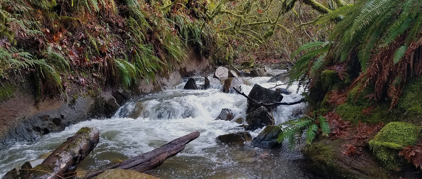 Coal Creek by Robert Russell web 2.jpg