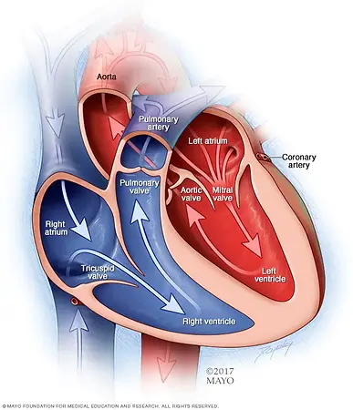 What is cardiovascular care? This type of care works on helping the cardiovascular system of the body. It is offered by a spe