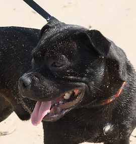 French Bulldog (Male)