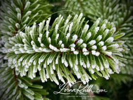 Frosted Pine Tree. Snowy Fir Tree. Winter Trees