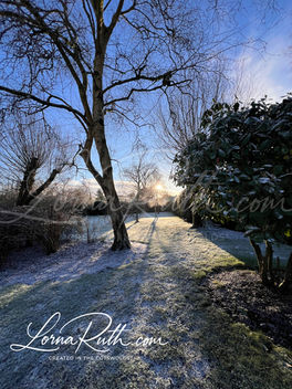 Frosty morning sun through trees