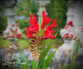 Red Crocosmia