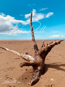Star shaped Driftwood on the beach Blue sky