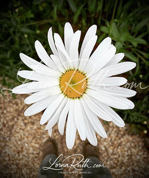 Daisy Burst