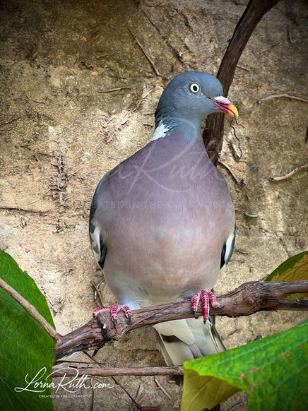 Pigeon 