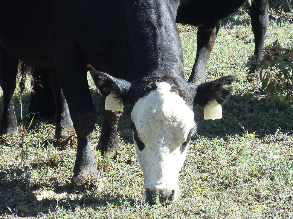 Cow grazing