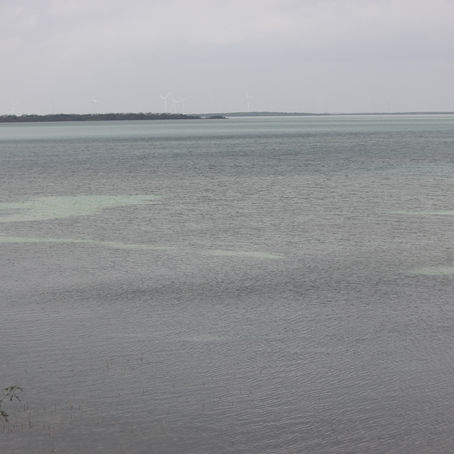 Laguna Atascosa National Wildlife Refuge - February 2