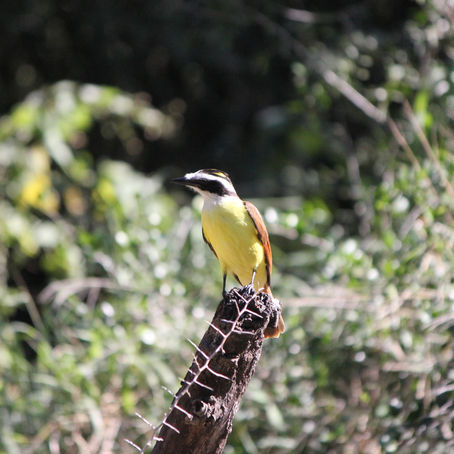 Estero Llano Grande State Park - January 13