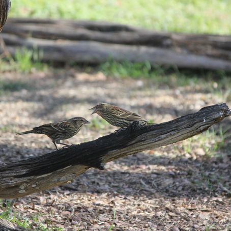 Inks Lake State Park - December 23