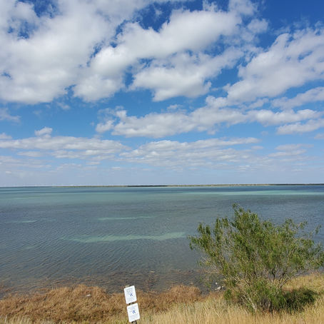 Laguna Atascosa National Wildlife Refuge - January 18