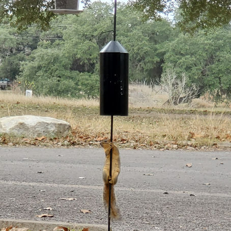 Blanco Squirrel Efforts - December 16