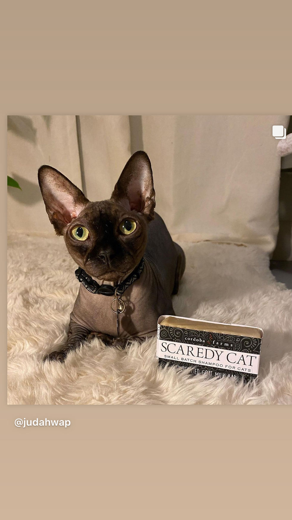 Thumbnail: Scaredy Cat Goat Milk Shampoo