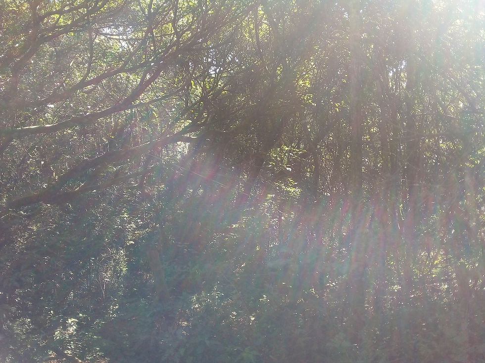 Como funciona o Banhos de Floresta