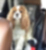 BUDDY