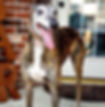 Sir Desmond