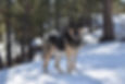 Ranger