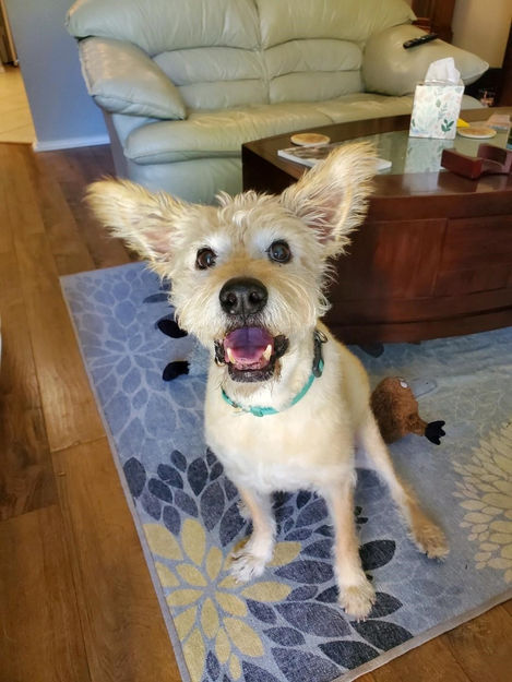 Puddin - Those Ears.jpeg