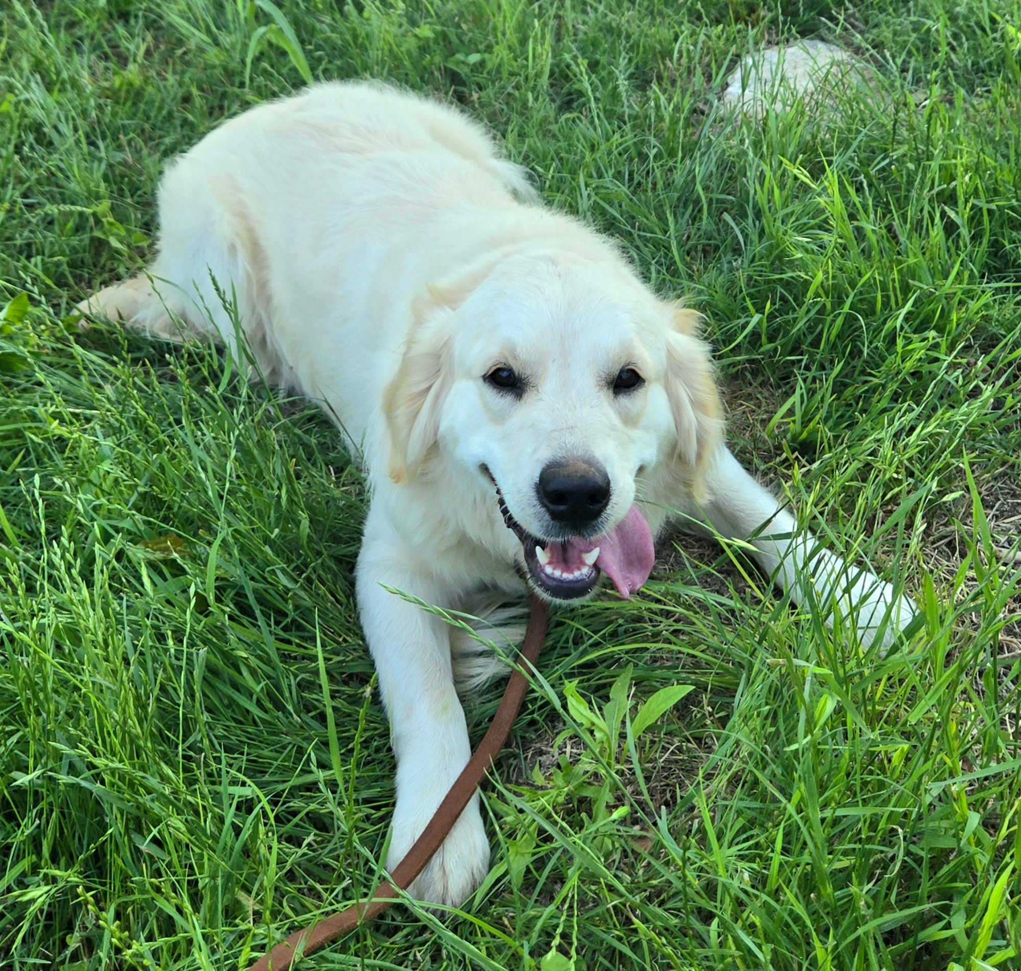 Bella - Adult Female English Cream for Sale