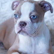 Red Fire Boston Terriers logo