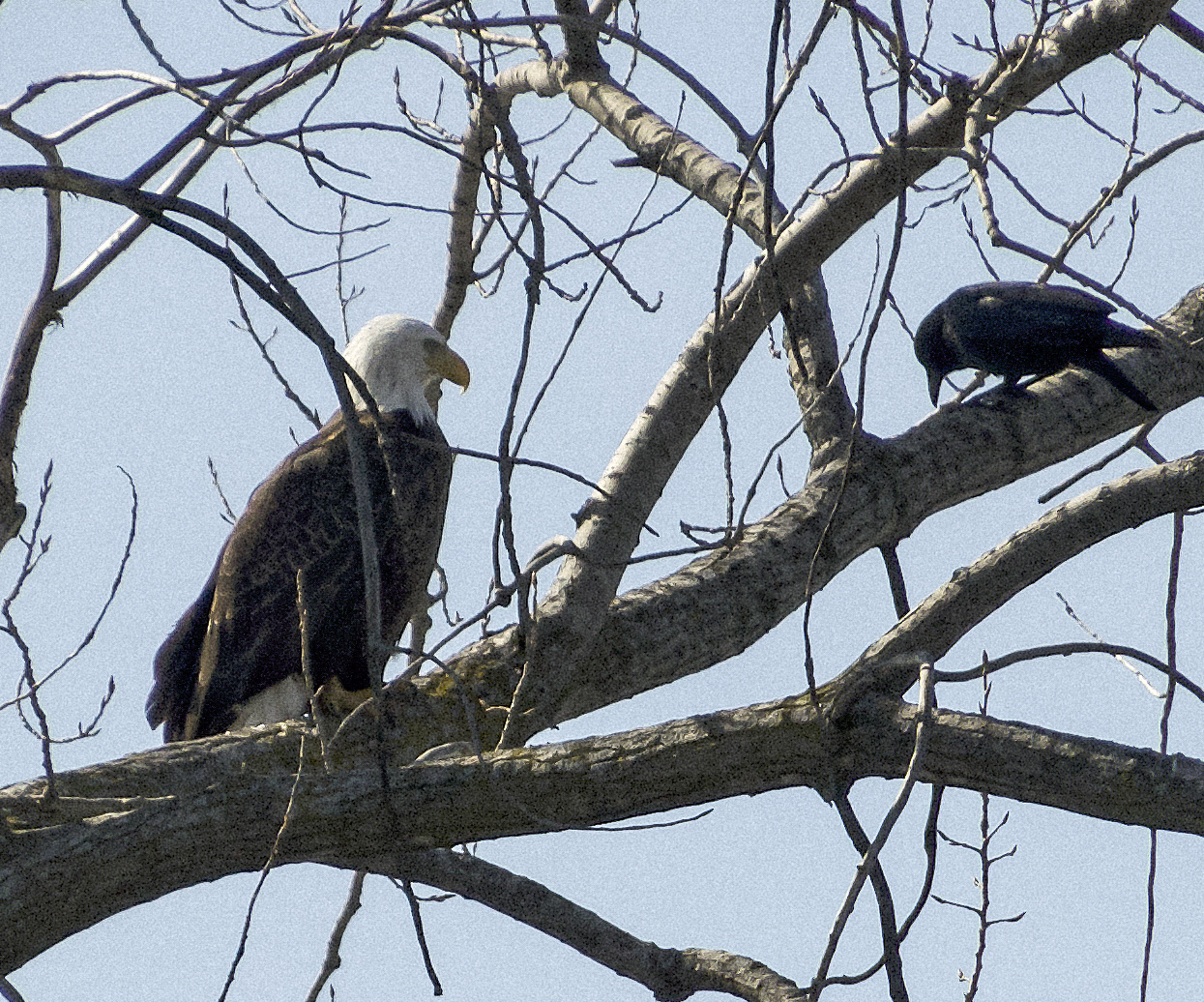 Bald Eagle, Onondaga Lake