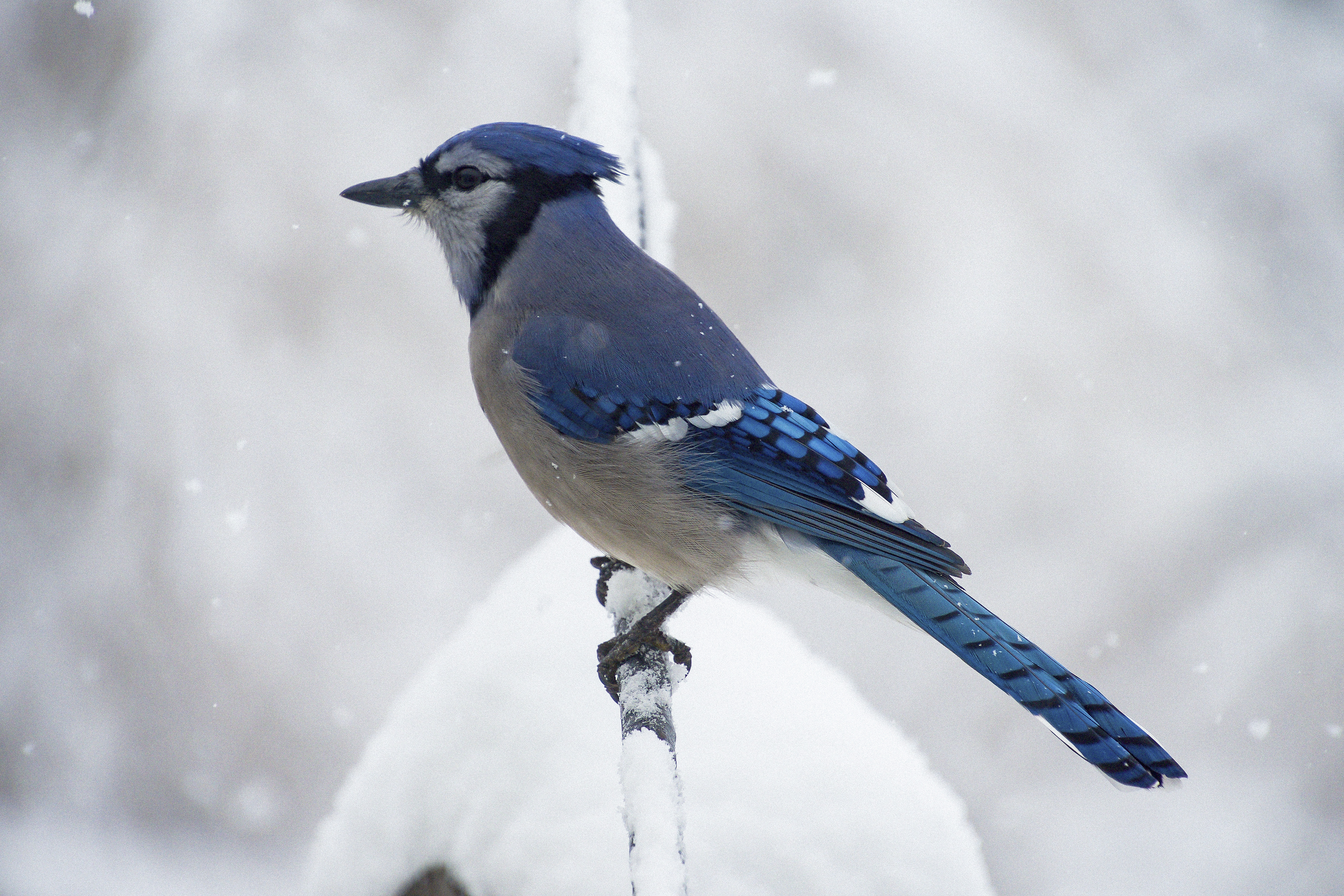 Blue Jay at feeder