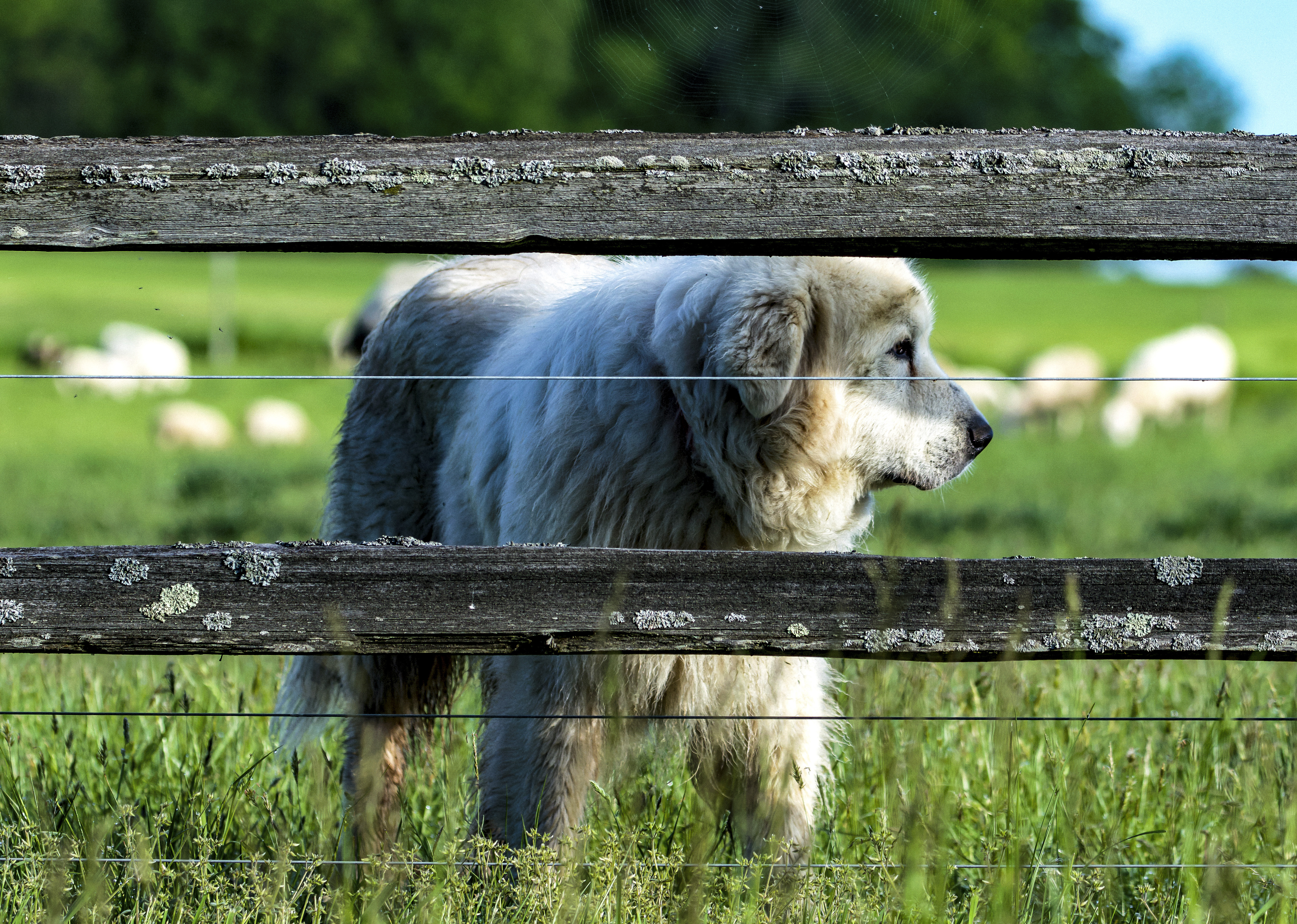 Herding Dog