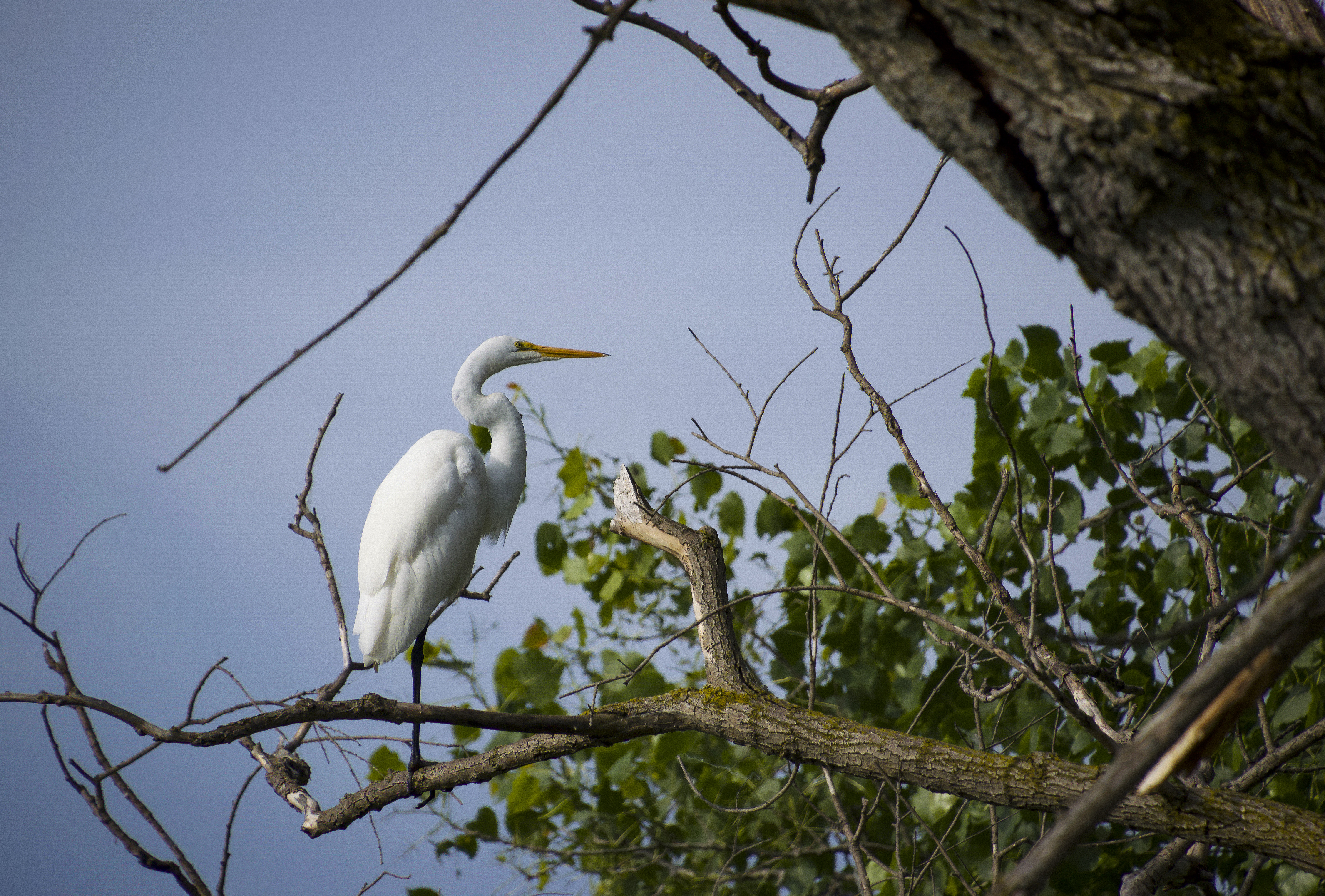 Great White Egret, Montezuma