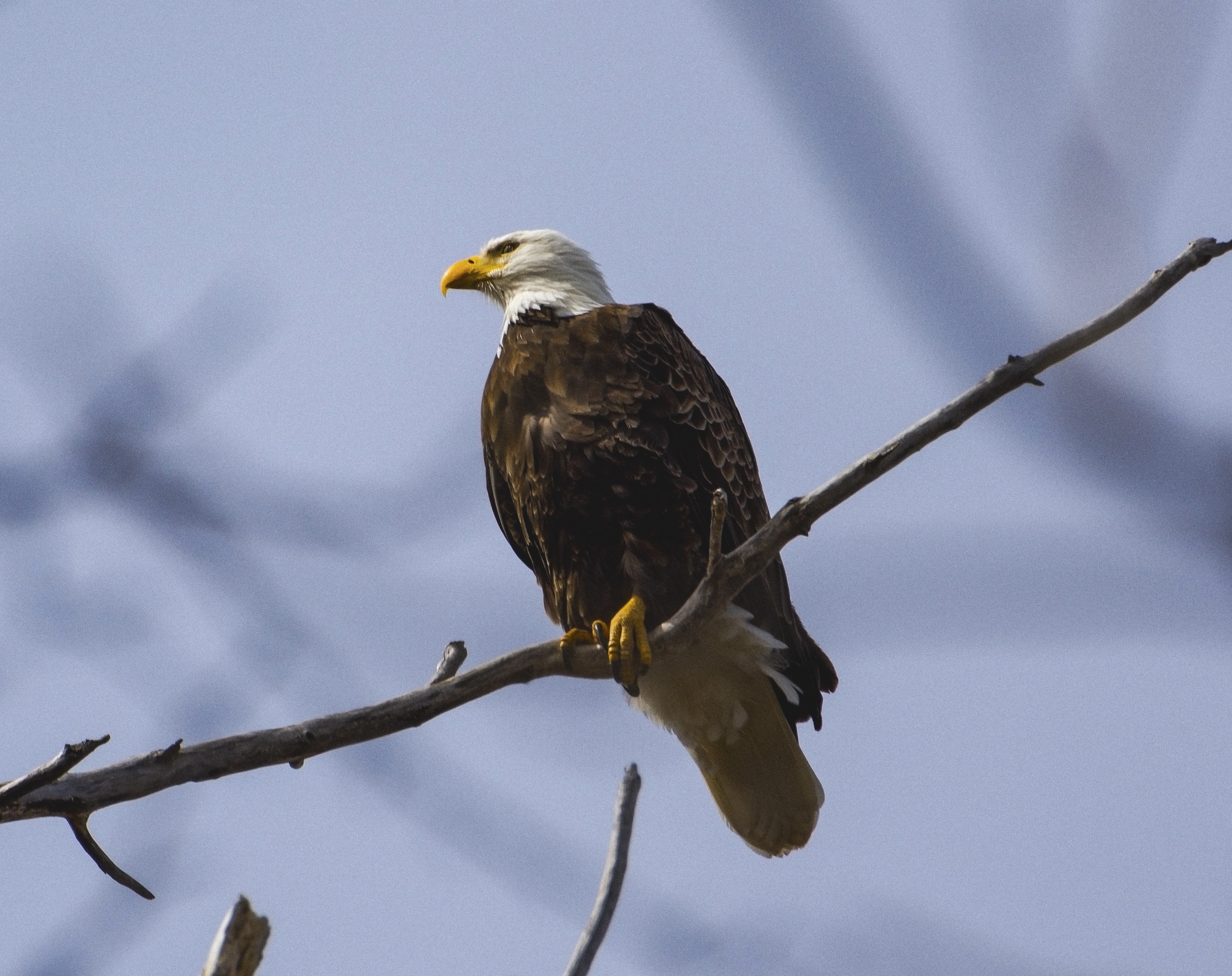 Eagle, Cayuga Lake