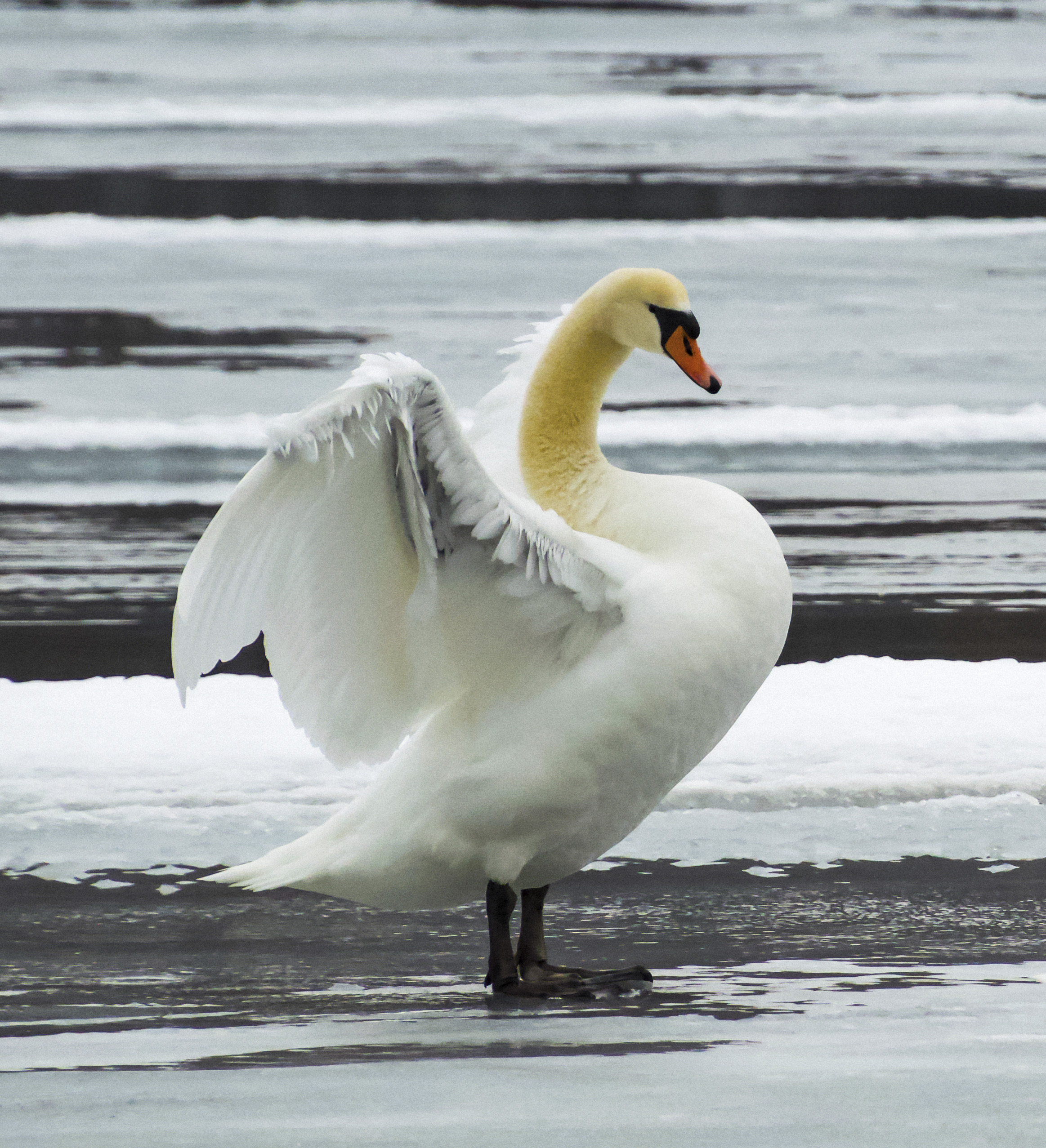 Mute Swan, Irondequoit, NY