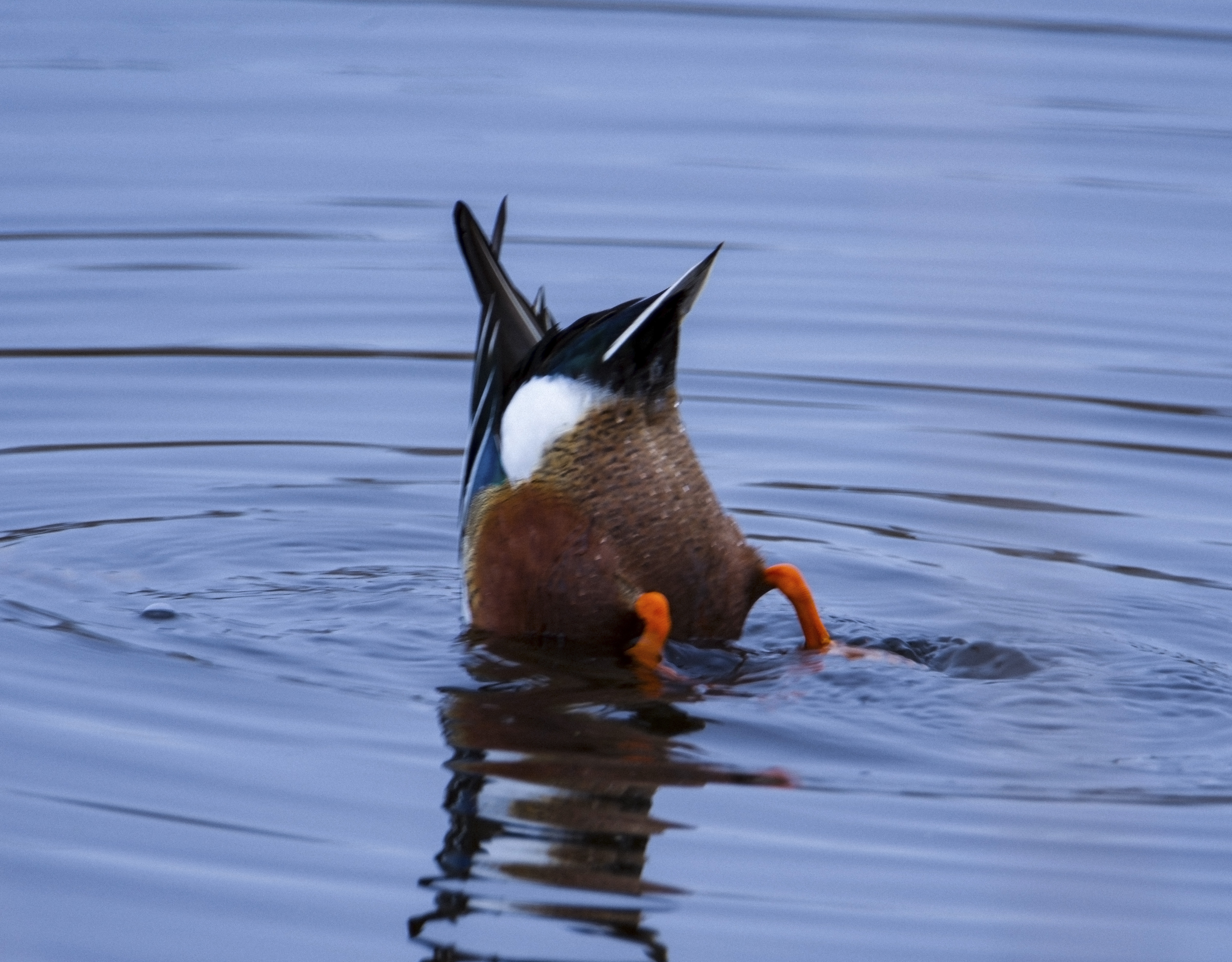 Bottoms Up-Northern Shoveler