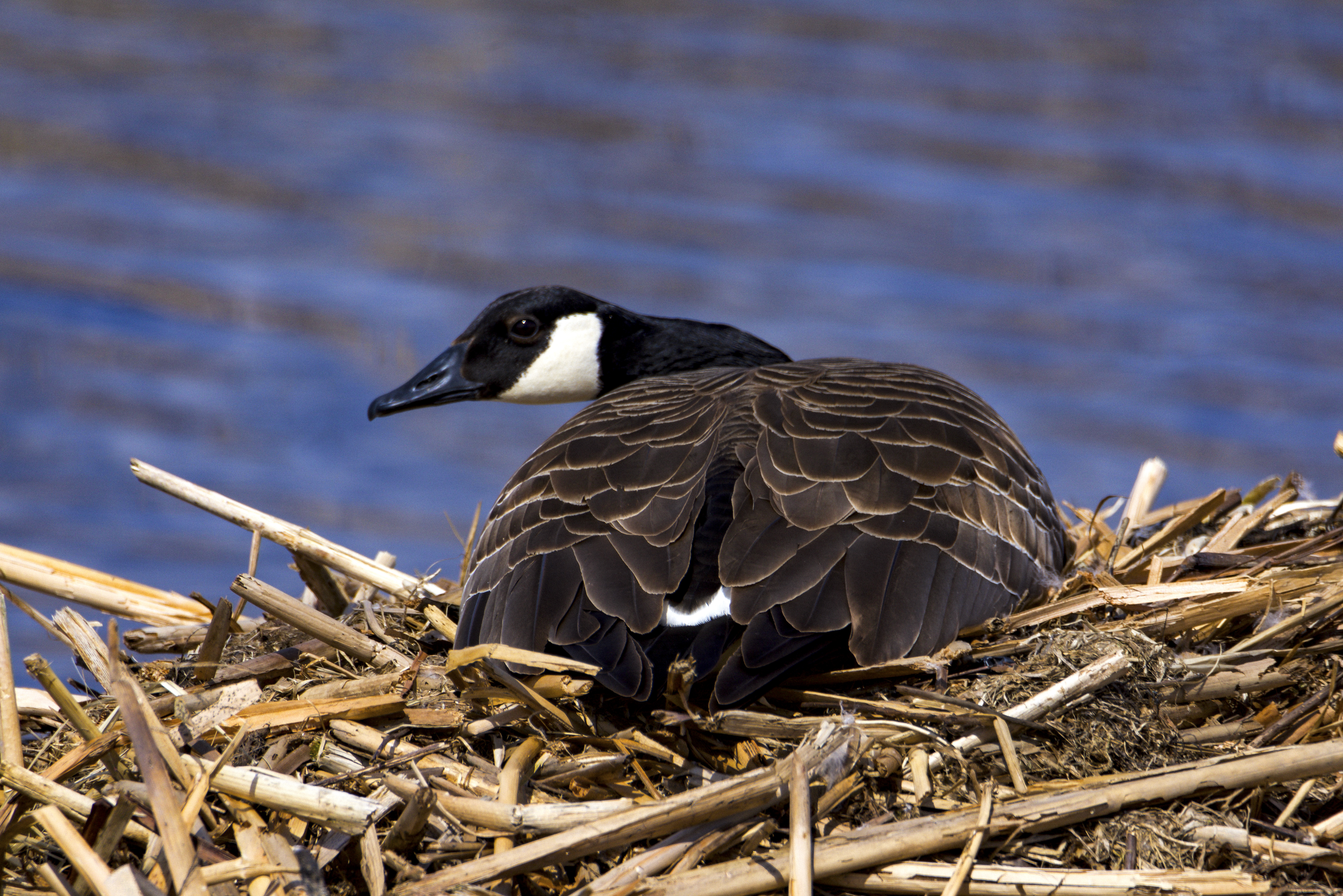 Canada Goose