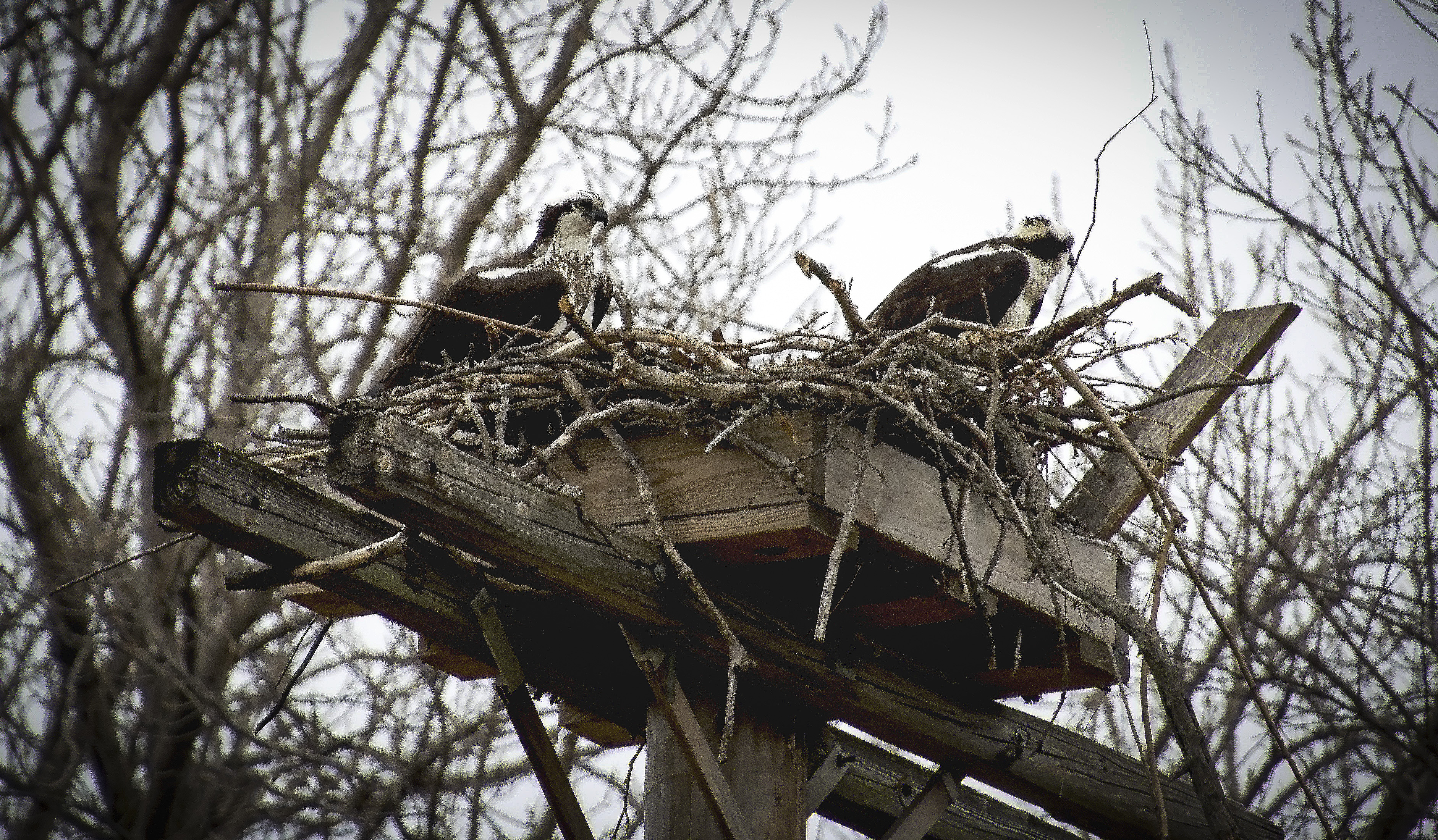 Osprey Nest, Stewart Park