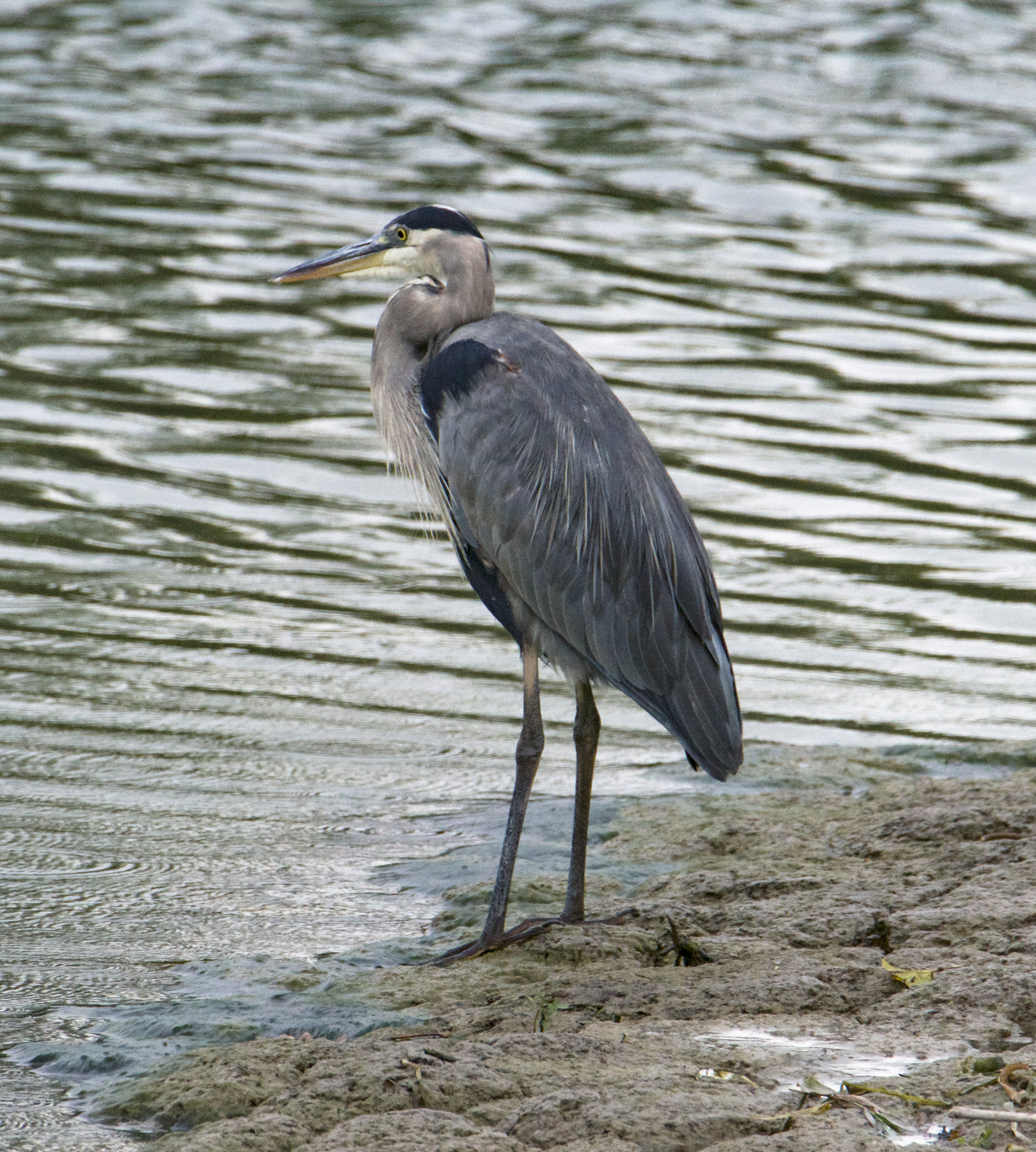 Blue Heron, Montezuma Refuge