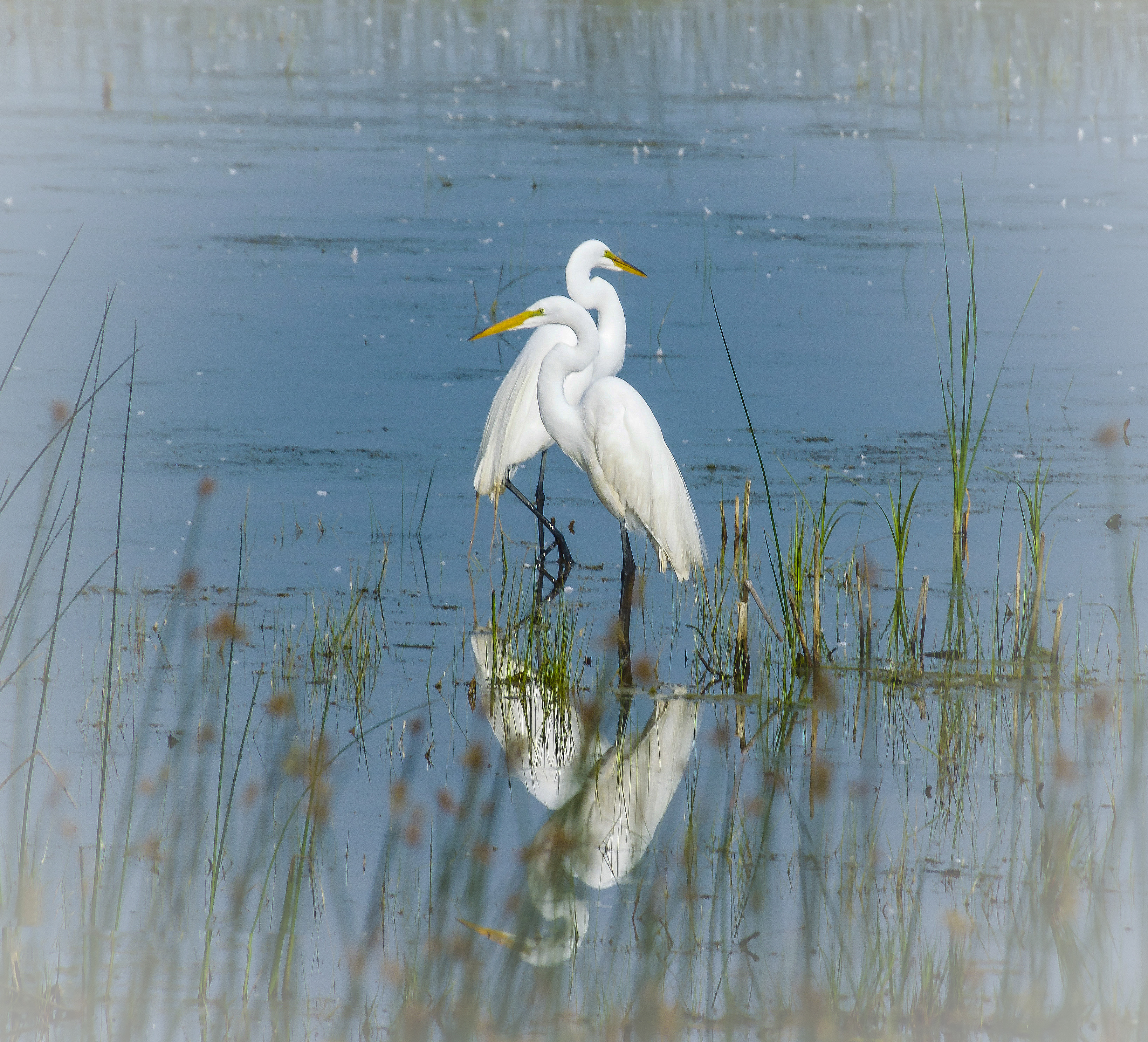 White Egrets, Montezuma Refuge