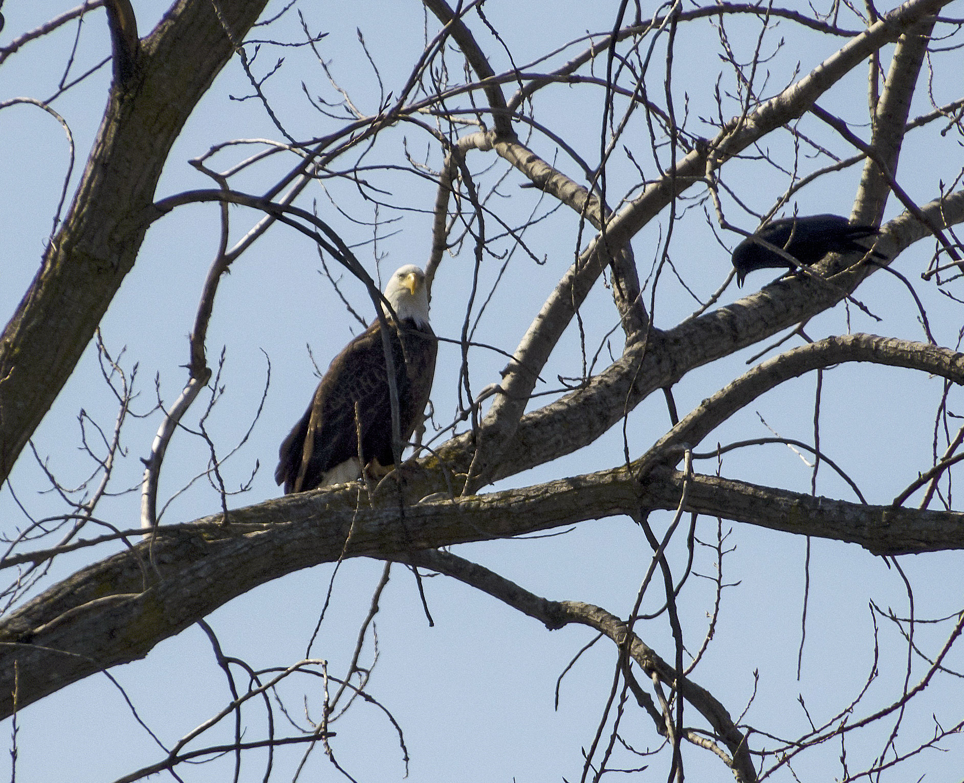 Bald Eagle, Onondaga Lake