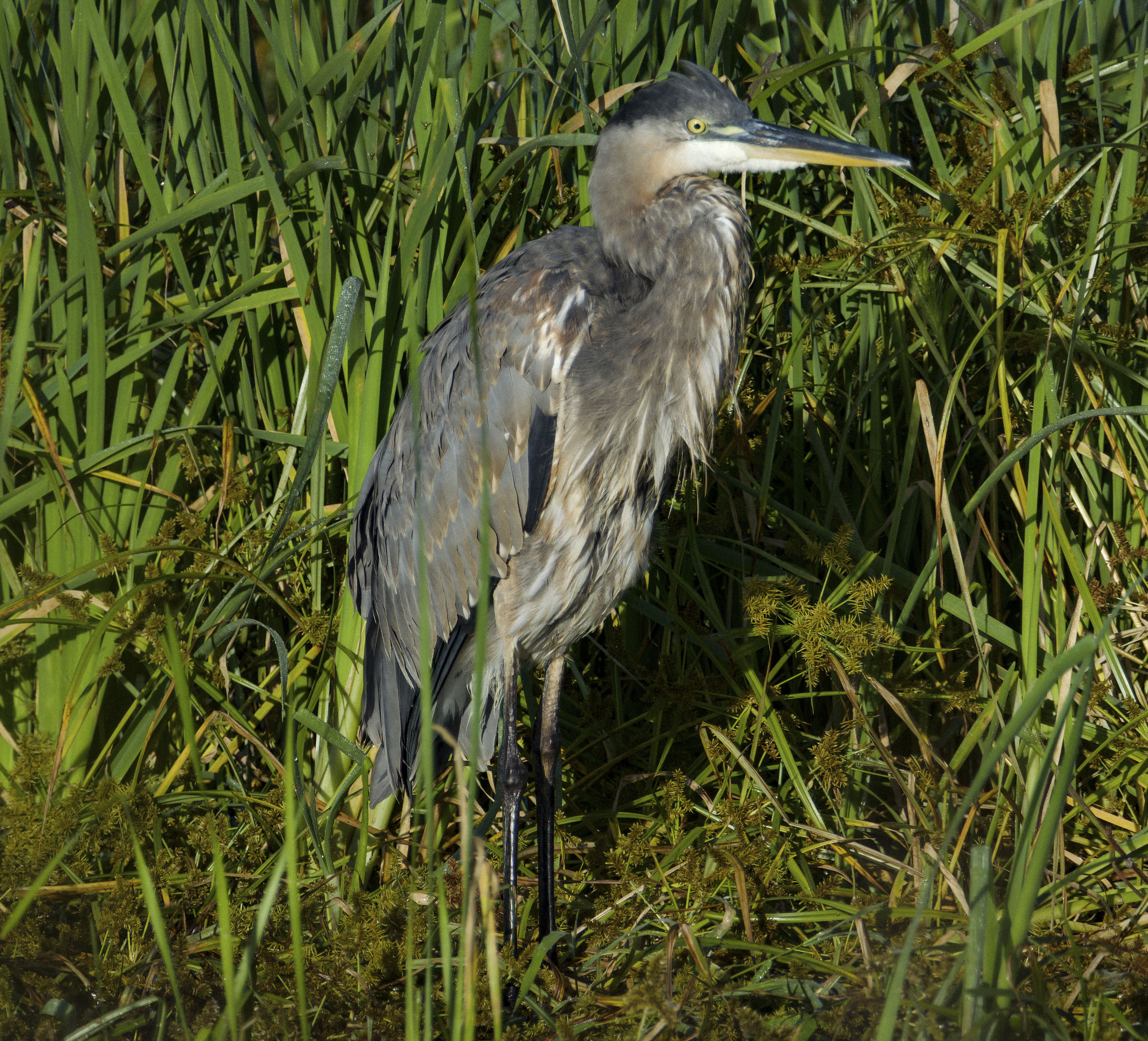 Blue Heron, Montezuma Wildlife