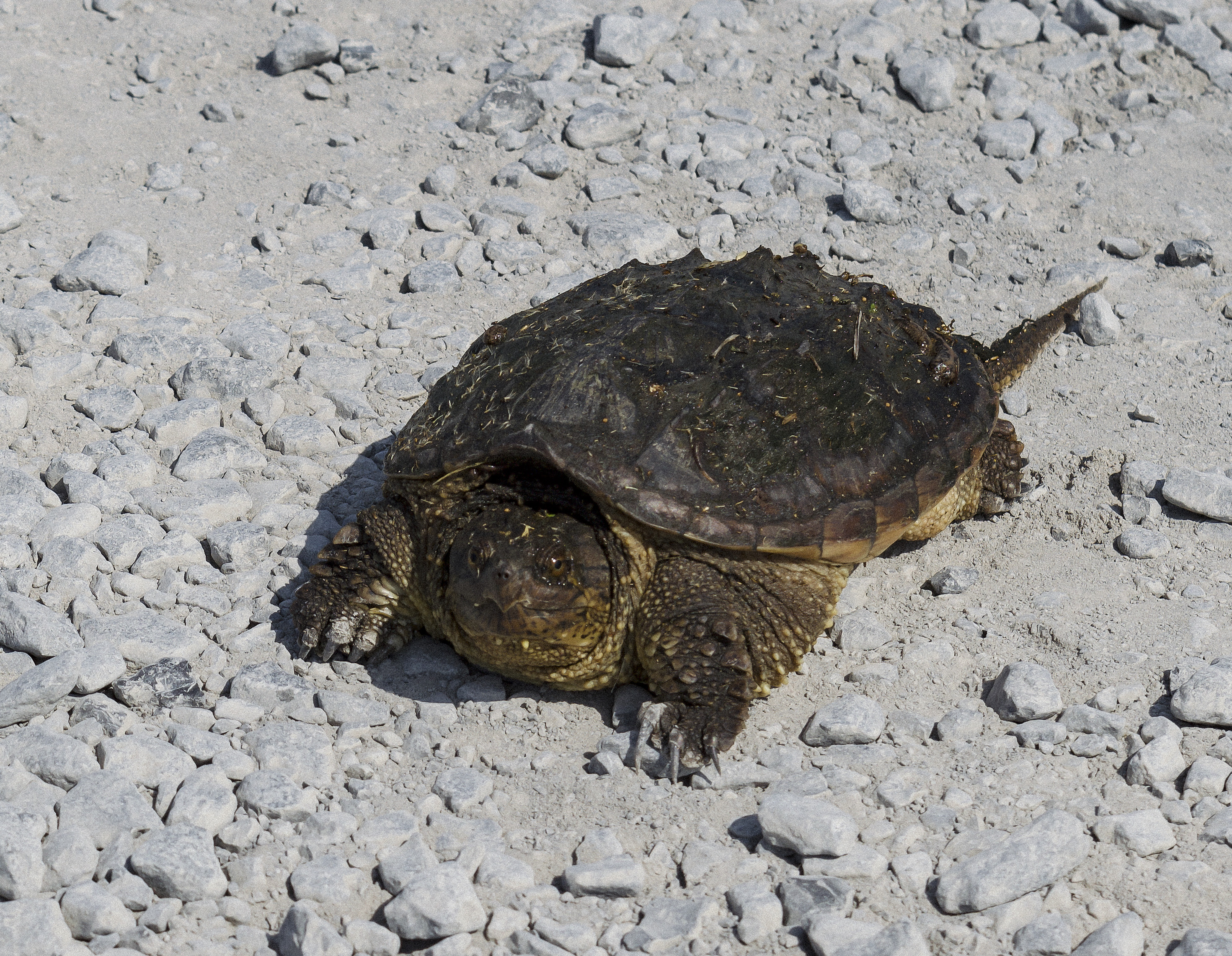Turtle, Montezuma